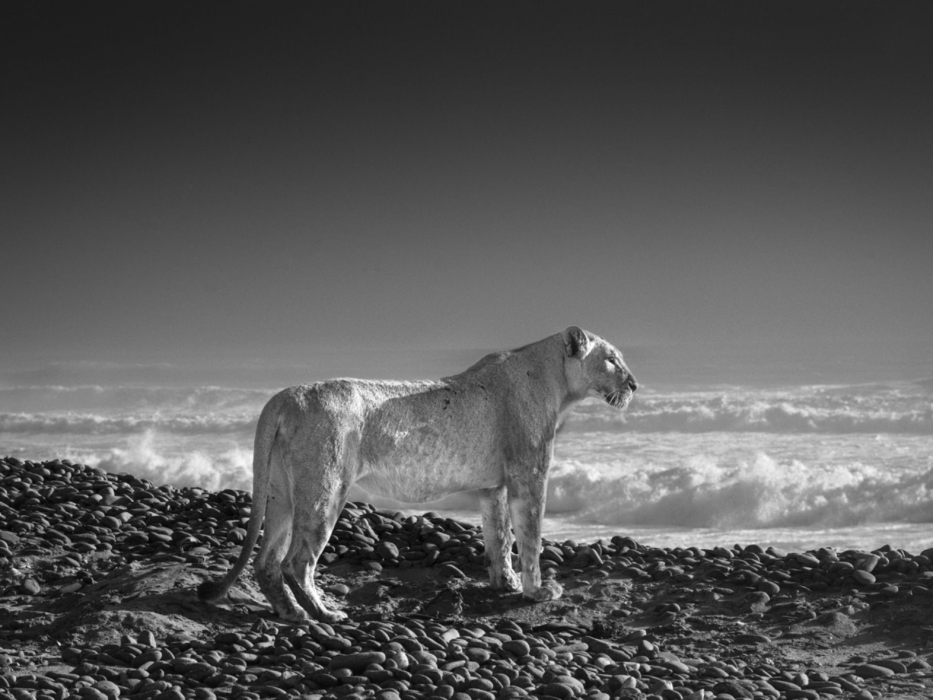 Charlie, the lioness