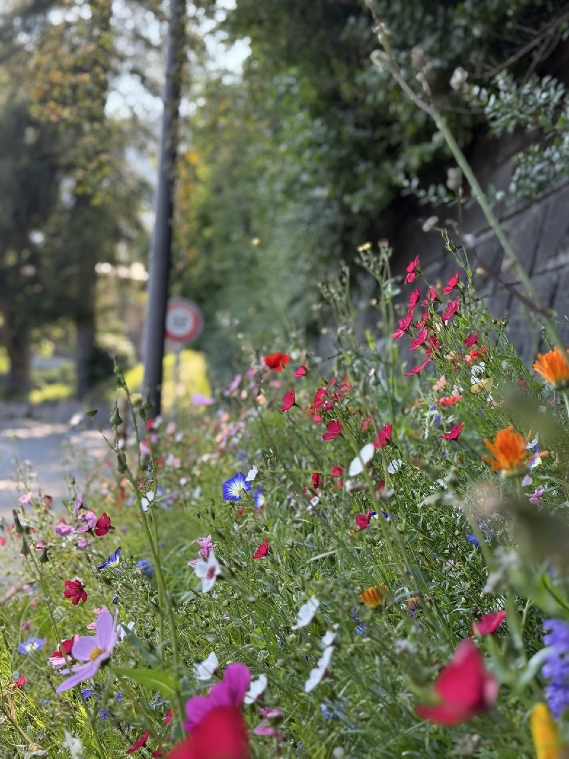 Pedestrians and drivers alike can enjoy the beautiful strip of soil below the Gemeindehaus in Saanen. What a great transformation. | Photo: JEANETTE WICHMANN