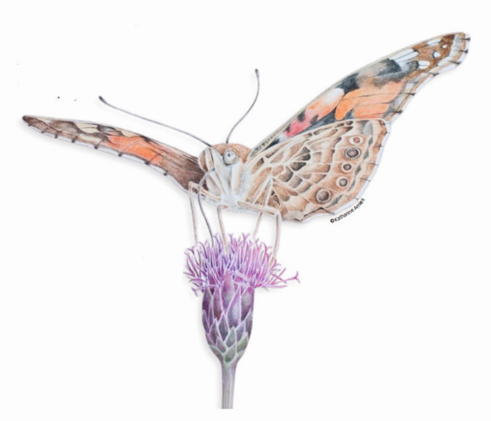 ILLUSTRATIONS: The orangey butterfly on the flower is a Painted Lady feeding on knapweed