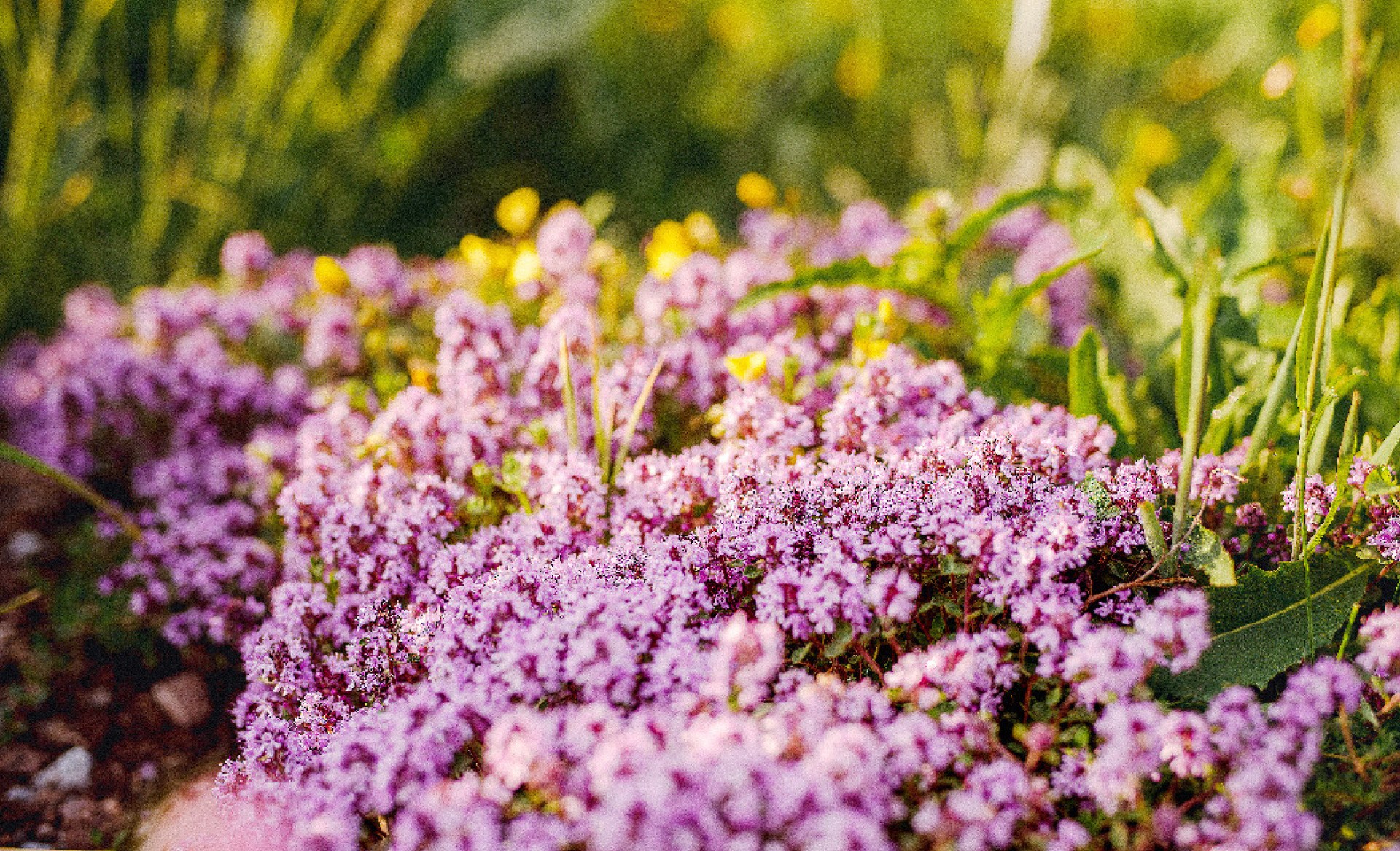 Alpine fauna | Photos by Melanie Uhkötter