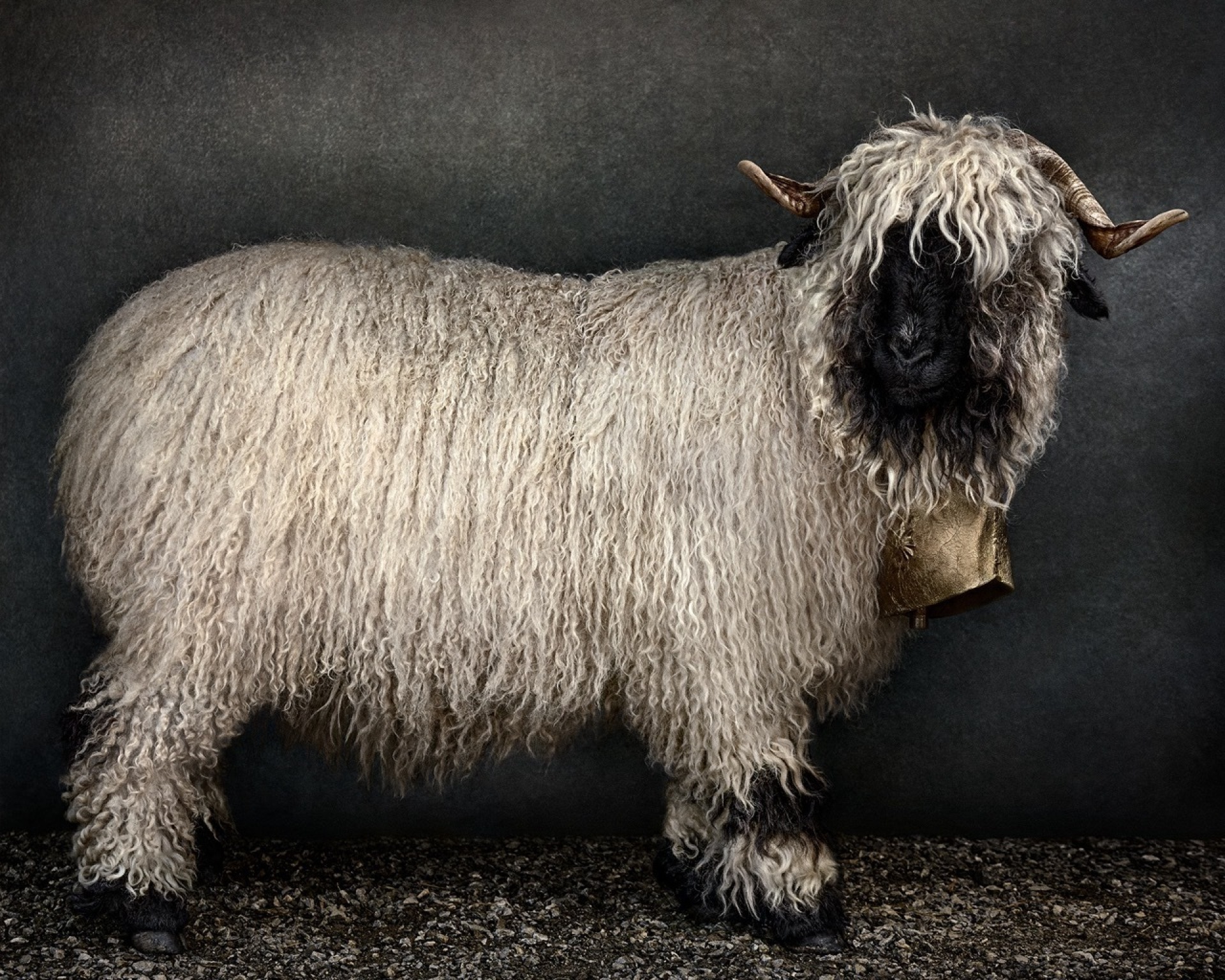 Jenny the goat was my personal favourite of the selected images at PLC gallery | Courtesy of Mario Testino
