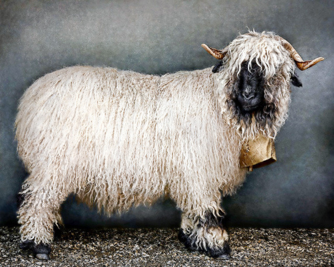 Jenny, the sheep, (and my personal favourite) is shown at the upper level of PLC gallery in Gstaad. Jenny, the sheep, (and my personal favourite) is shown at the upper level of PLC gallery in Gstaad.