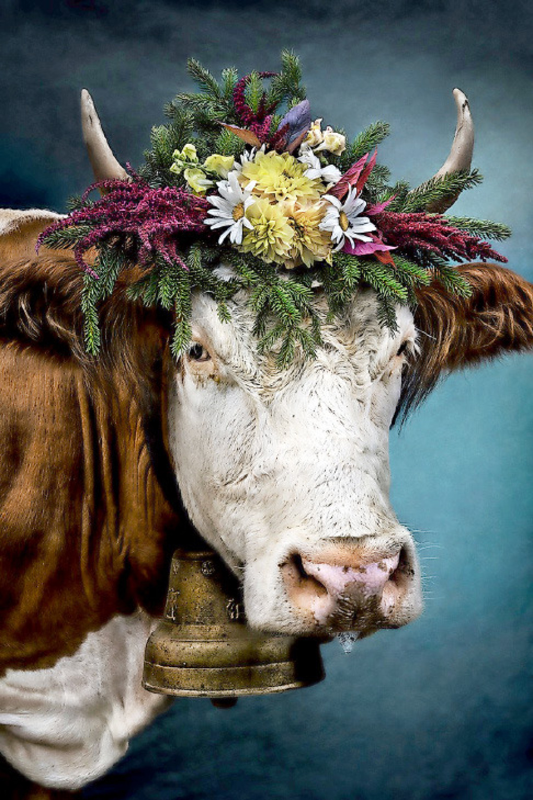 Nina, the cow is shown at the PLC gallery in Gstaad. Nina, the cow is shown at the PLC gallery in Gstaad.