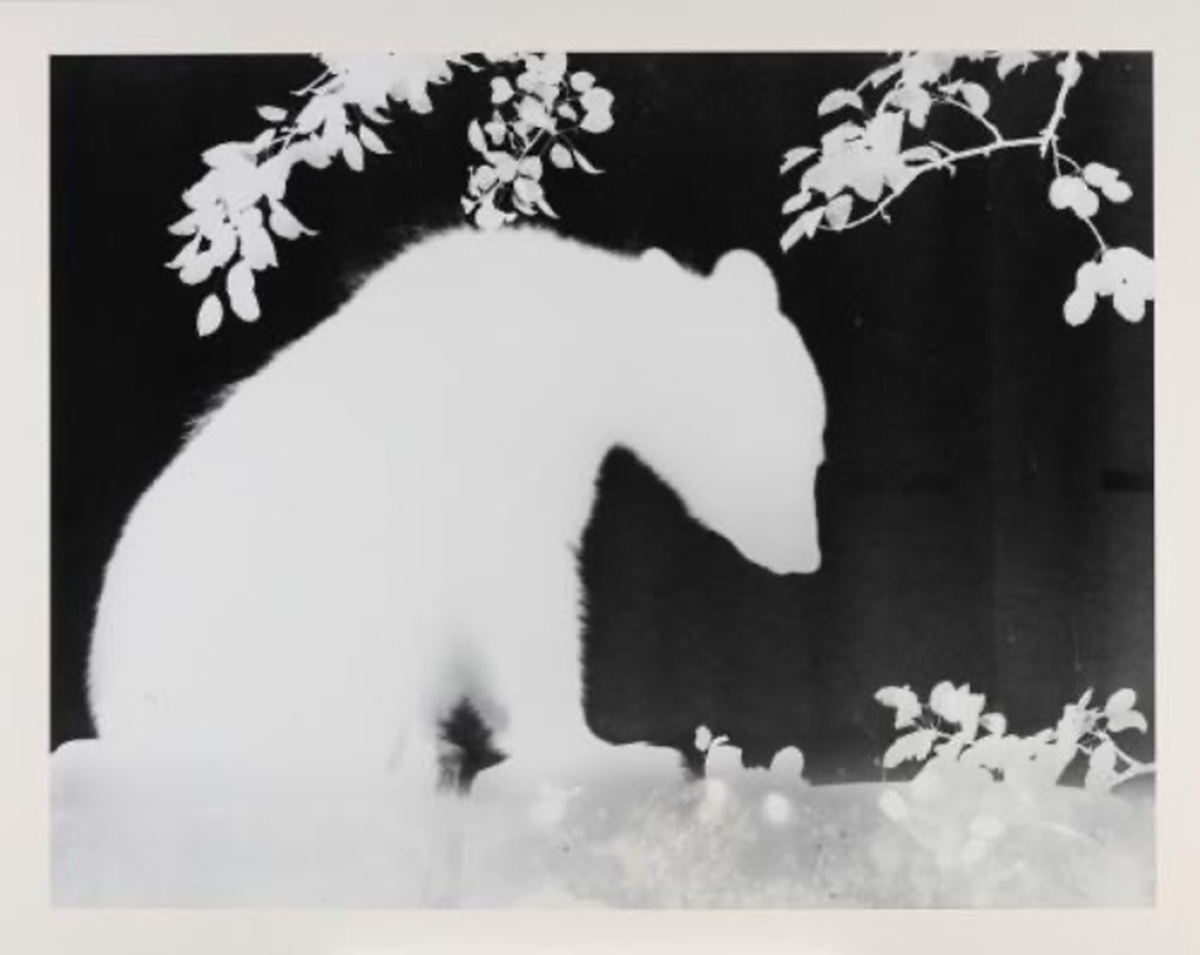A young bear emerges from the darkness of the forest as a glowing “white shadow” – a life-sized nocturnal image created without a camera, directly on light-sensitive paper. A young bear emerges from the darkness of the forest as a glowing “white shadow” – a life-sized nocturnal image created without a camera, directly on light-sensitive paper.