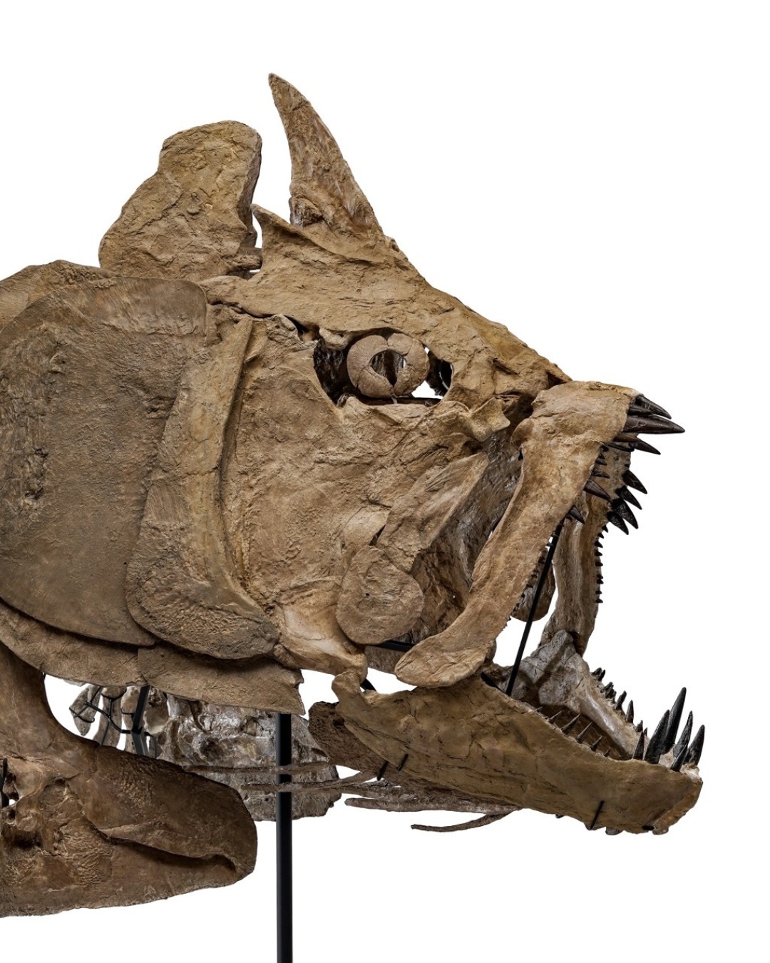 The National History lots The National History lots