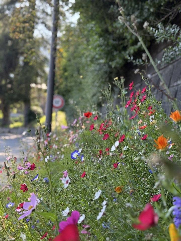 Pedestrians and drivers alike can enjoy the beautiful strip of soil below the Gemeindehaus in Saanen. What a great transformation. | Photo: JEANETTE WICHMANN