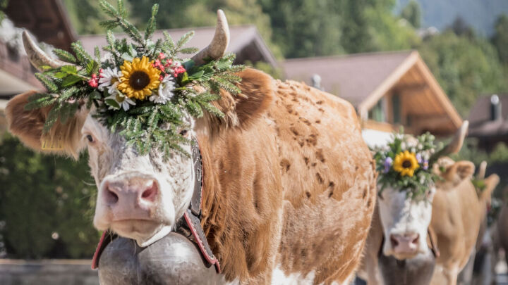 Flower crowns for the cows | © Destination Gstaad - Melanie Uhkoetter