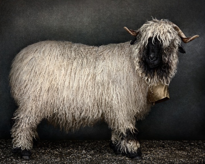 Jenny the goat was my personal favourite of the selected images at PLC gallery | Courtesy of Mario Testino Jenny the goat was my personal favourite of the selected images at PLC gallery | Courtesy of Mario Testino
