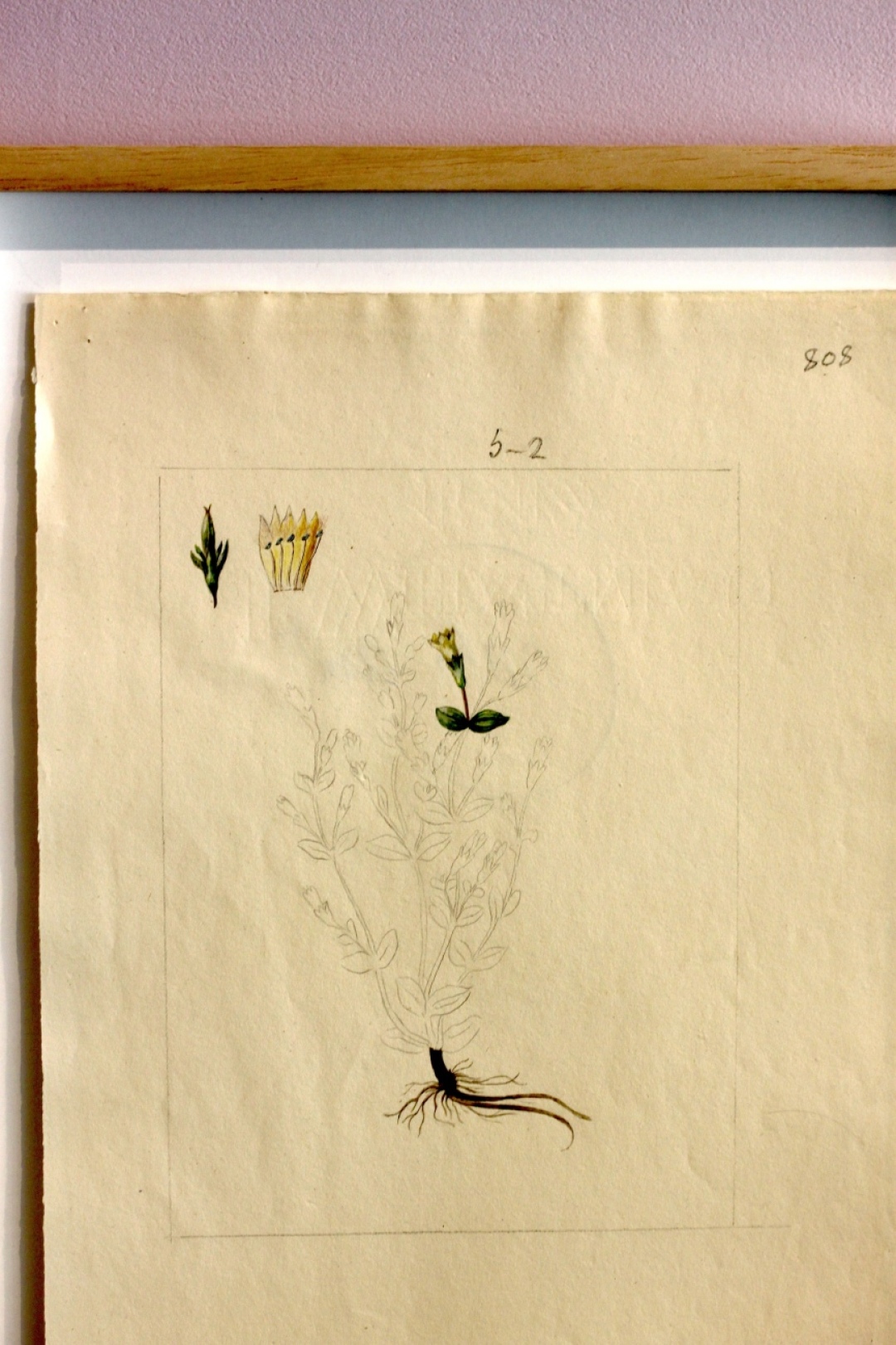 Even the way the plant has been positioned on the sheet interests her. The roots, stem and flower have been arranged with an eye for composition. Botanical drawing from the Bibliotheque du Jardin de Geneve Even the way the plant has been positioned on the sheet interests her. The roots, stem and flower have been arranged with an eye for composition. Botanical drawing from the Bibliotheque du Jardin de Geneve