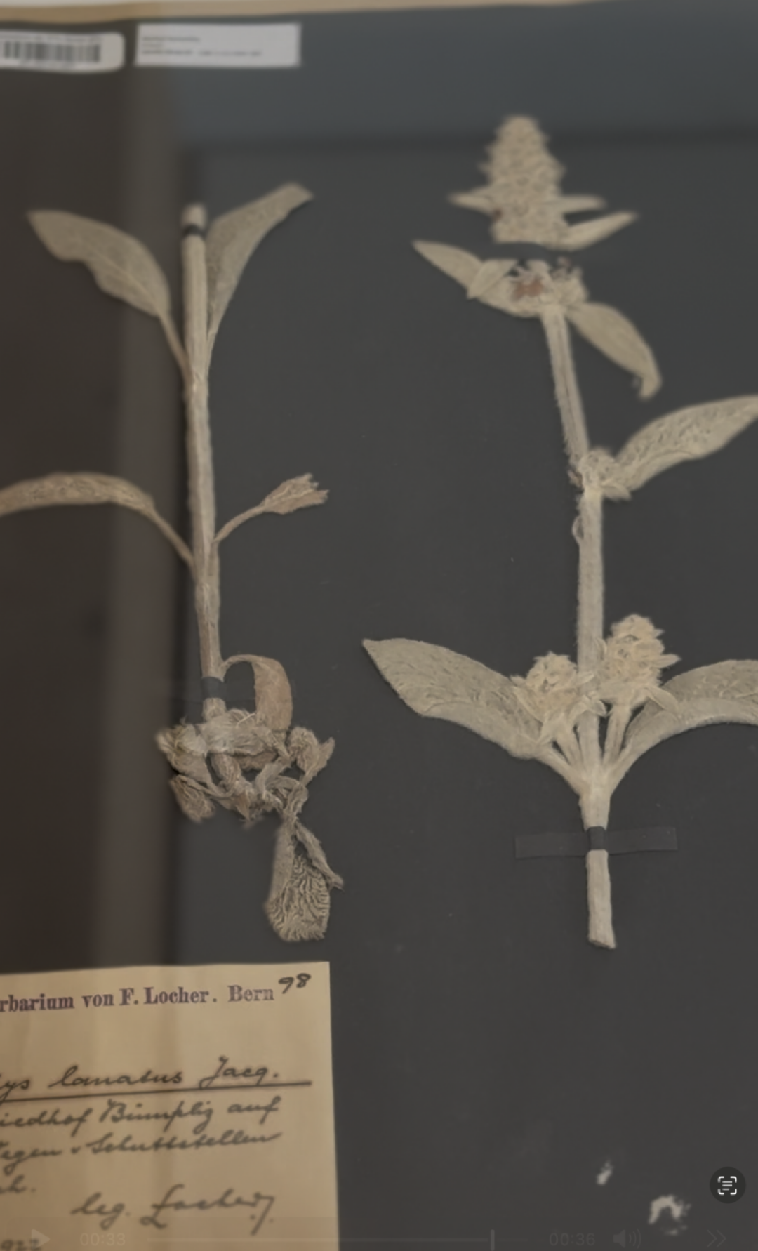 Velvet texture | Herbarium specimen collected in 1922 from ETH Zürich Velvet texture | Herbarium specimen collected in 1922 from ETH Zürich