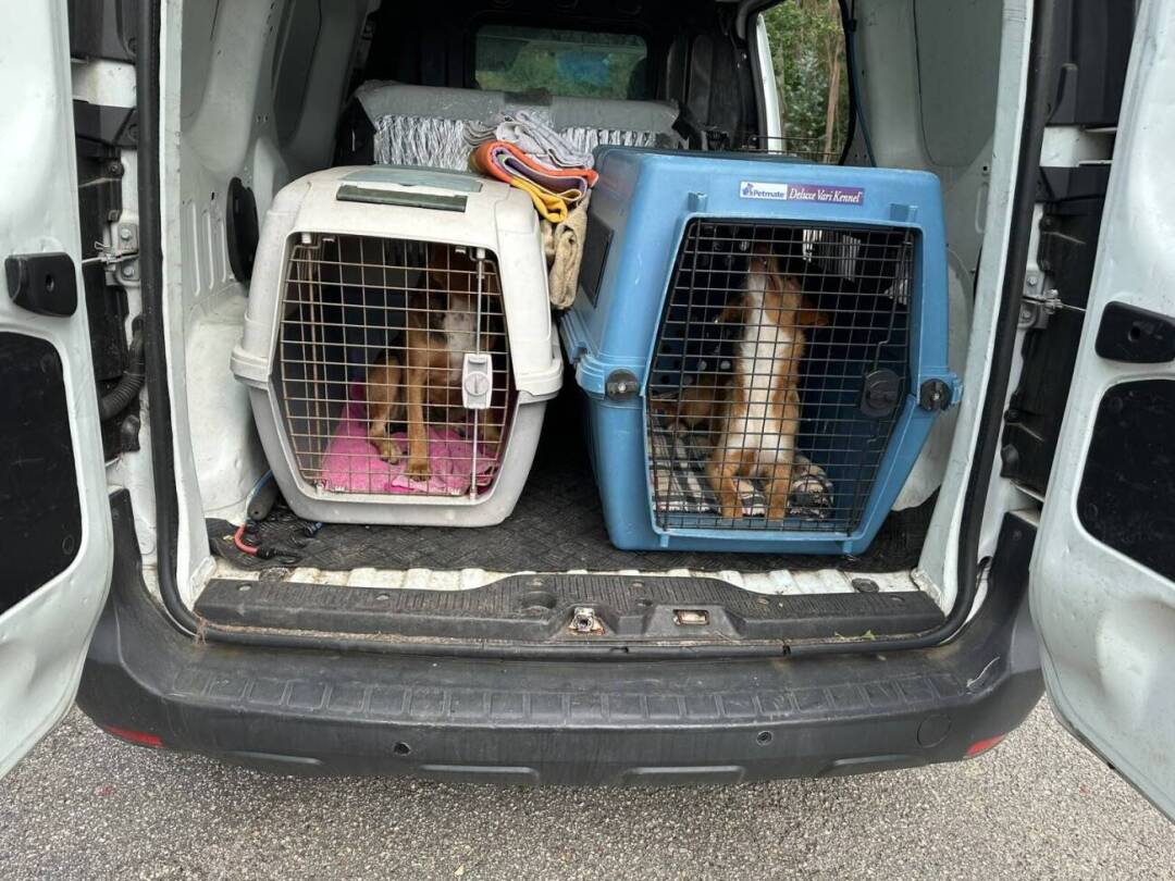 Here we are, picking up the last lot of dogs from another overfilled shelter. This is the beginning of their new lives. Here we are, picking up the last lot of dogs from another overfilled shelter. This is the beginning of their new lives.