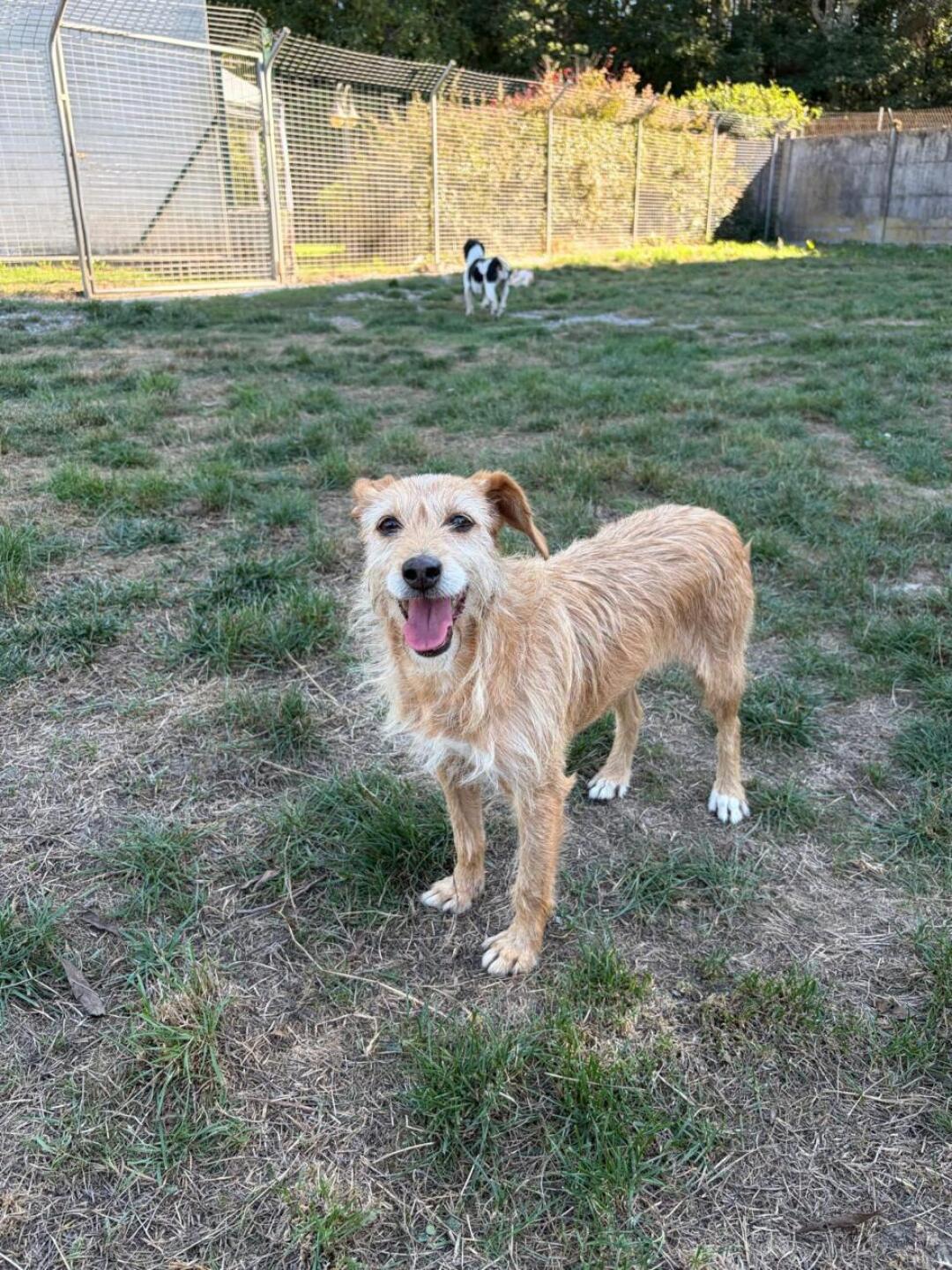 This is Pippa, the escape artist! She tried to escape the first night we brought her back to our rescue facility. She climbed a vertical 10ft fence without any problems! I think she would be best suited to live in an apartment. This is Pippa, the escape artist! She tried to escape the first night we brought her back to our rescue facility. She climbed a vertical 10ft fence without any problems! I think she would be best suited to live in an apartment.
