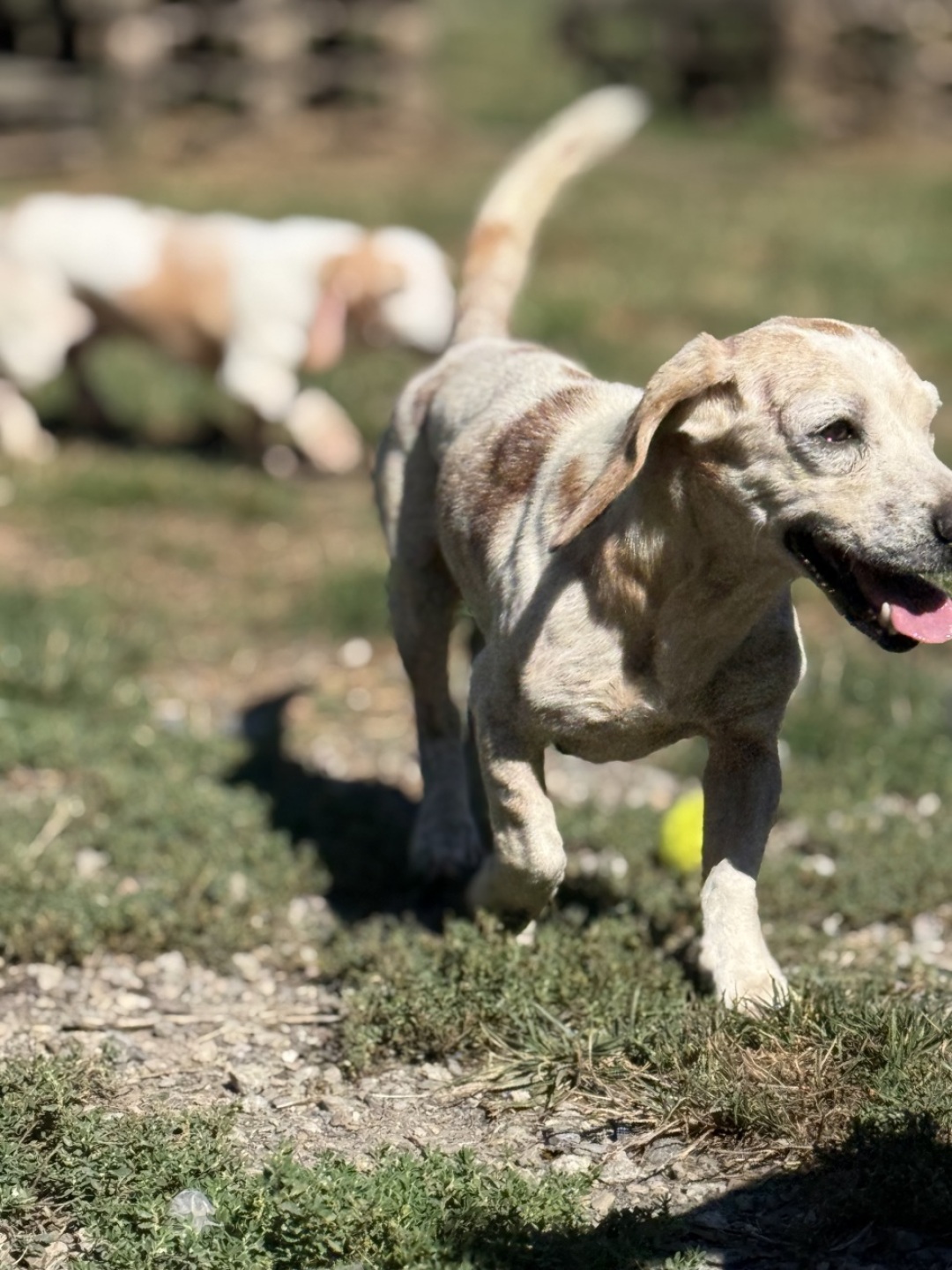 Beagle mixes in all sizes and colours. And some even with puppies! | (c) HFHR Beagle mixes in all sizes and colours. And some even with puppies! | (c) HFHR