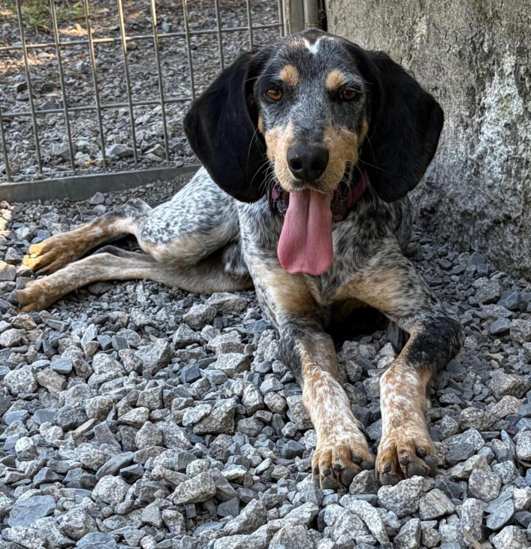 After just 1 day at our shelter, Duke was so relaxed that he had a giant zoomies in the running pen | (c) HopeForHoundsRescue After just 1 day at our shelter, Duke was so relaxed that he had a giant zoomies in the running pen | (c) HopeForHoundsRescue