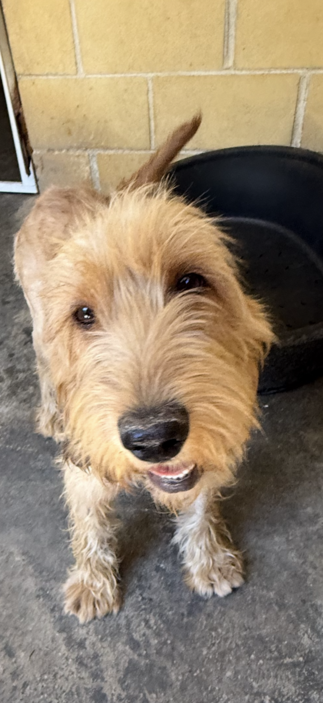 Saddie, well she was too cute for words and was adopted only a week after we rescued her. And can you blame them. Such a sweetheart. Saddie, well she was too cute for words and was adopted only a week after we rescued her. And can you blame them. Such a sweetheart.