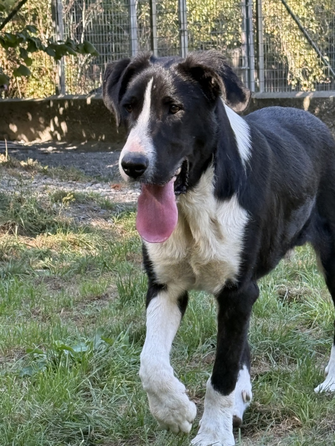 This fella should be called Sidekick, a rowdy boy with a heart of gold - and I have the videos to prove it. Only 6 mobnths old! This fella should be called Sidekick, a rowdy boy with a heart of gold - and I have the videos to prove it. Only 6 mobnths old!