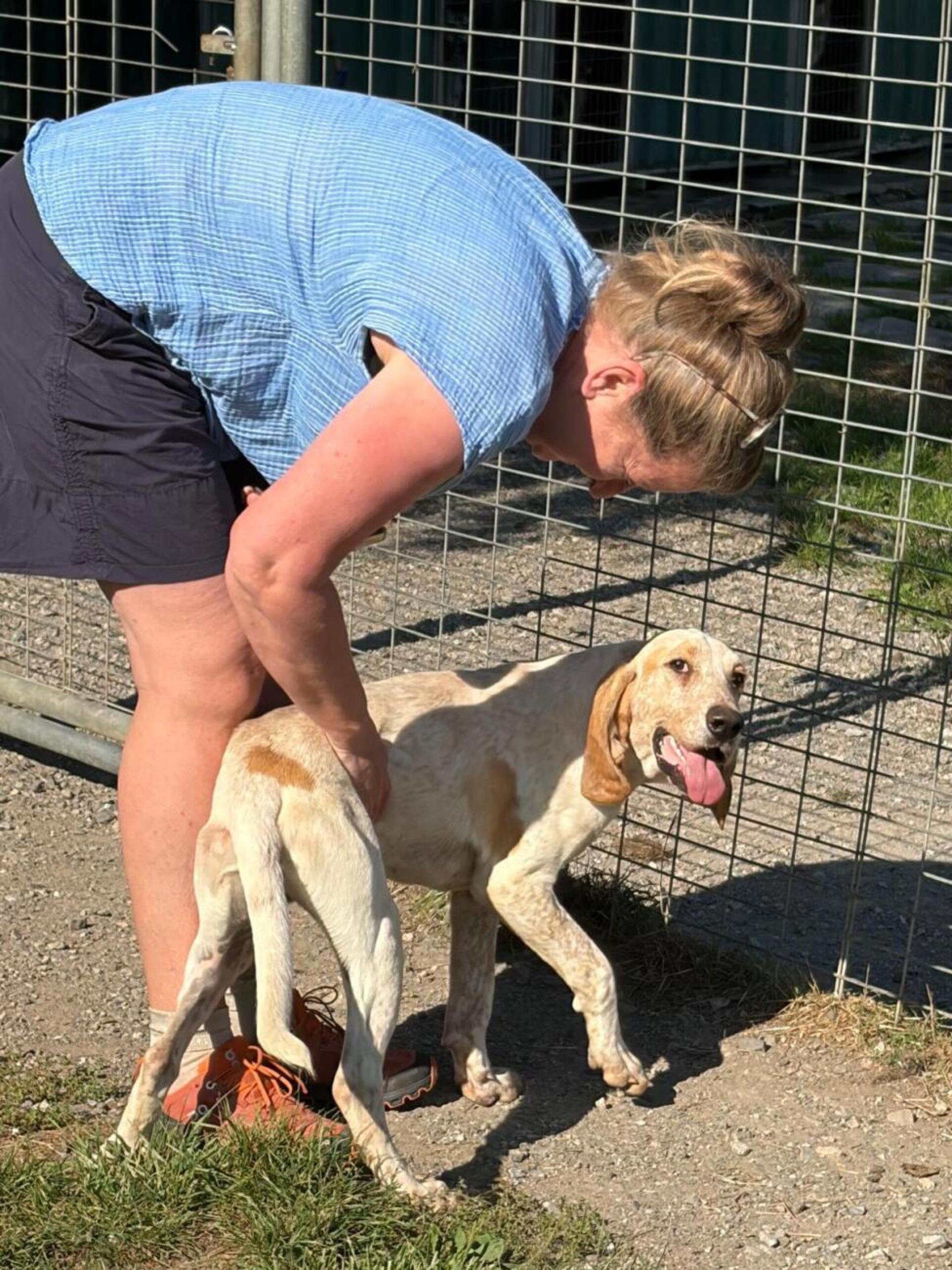 This is Bailey, a typical Sabuesco hound with silky fur and the sweetest eyes. Such a giant goofball, he was having the time of his life with his mate Winston - both got adopted this week